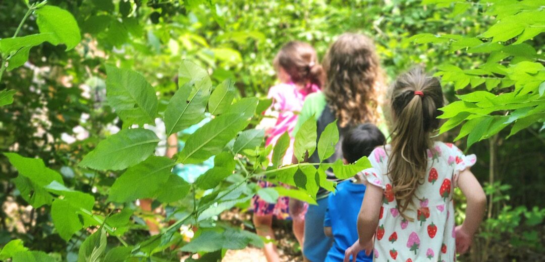 Students walk single file through tall green plants on a summer day.